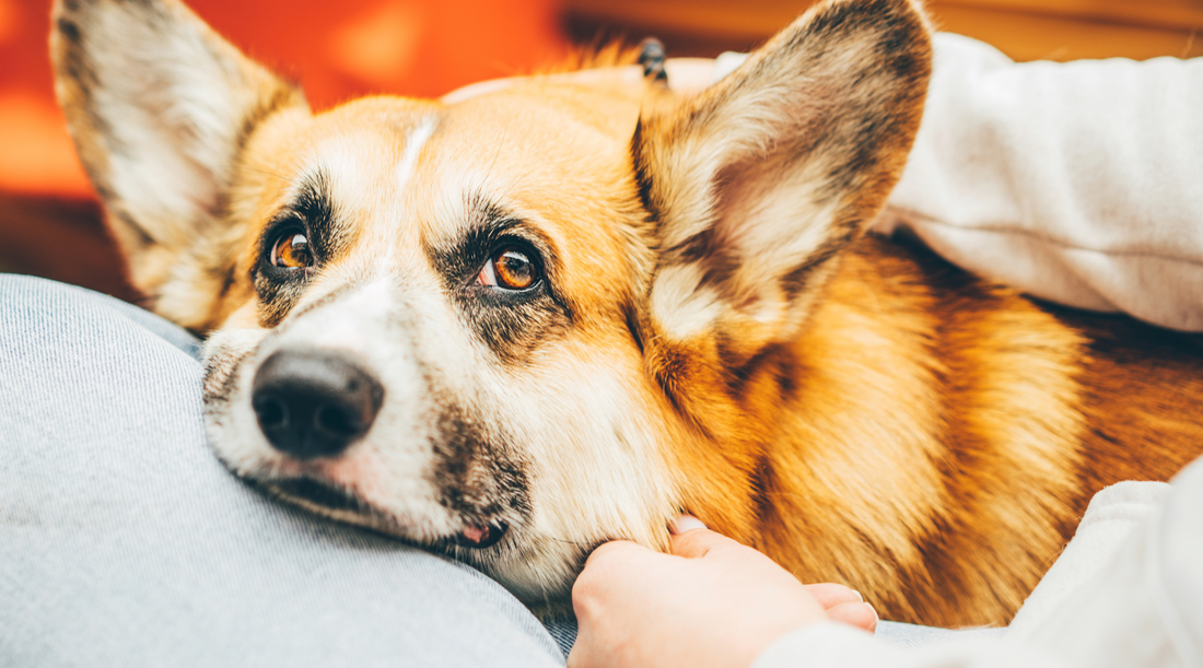 CBD for Seizures in Dogs: Use, Effectiveness, side effects, and more