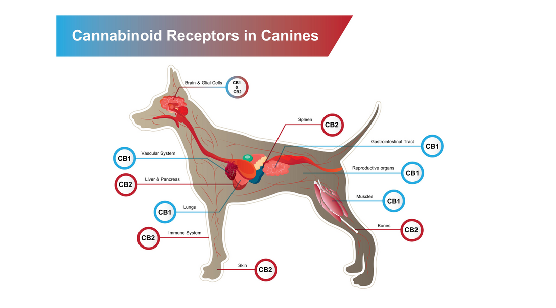 The endocannabinoid system in Dogs