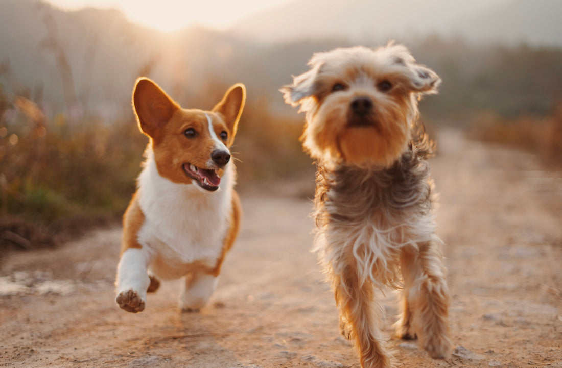 Top 5 Dog Parks in Colorado Springs