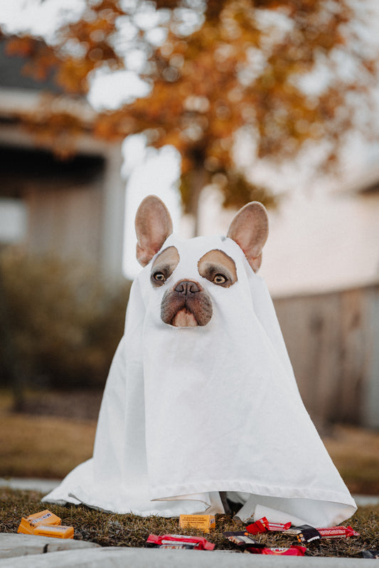 Halloween Safety Tips for Dogs on Halloween