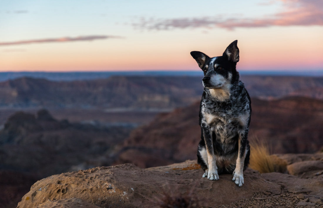 Unleashing the Benefits: Exploring CBD Oils & Ointments for Your Dogs