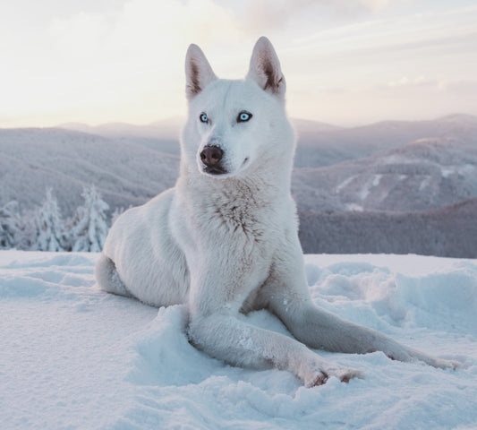 Native American Dogs: America’s First Canine Companions