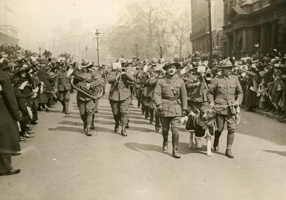 Honoring Four-Legged Heroes: The Valiant Journey from Dogs for Defense