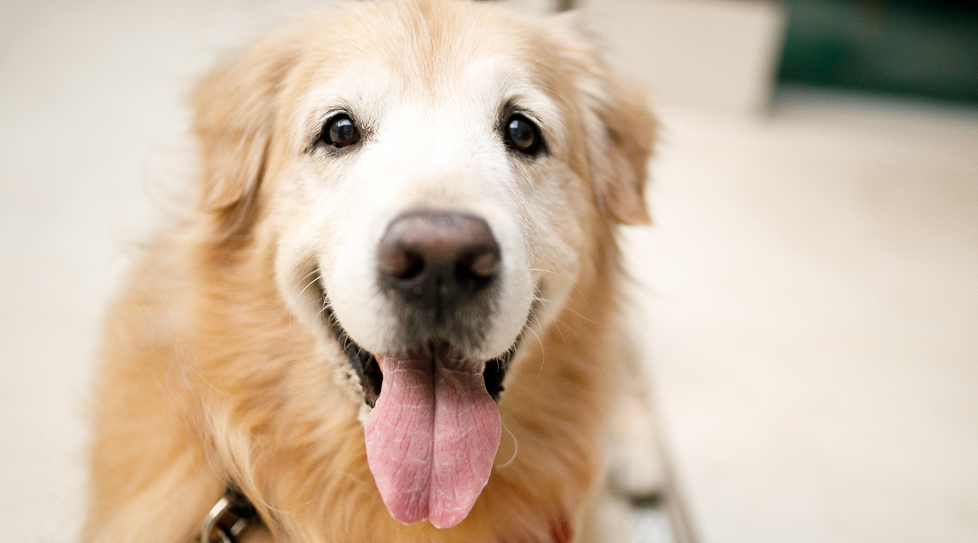 CBD for Senior Dogs - what you need to know