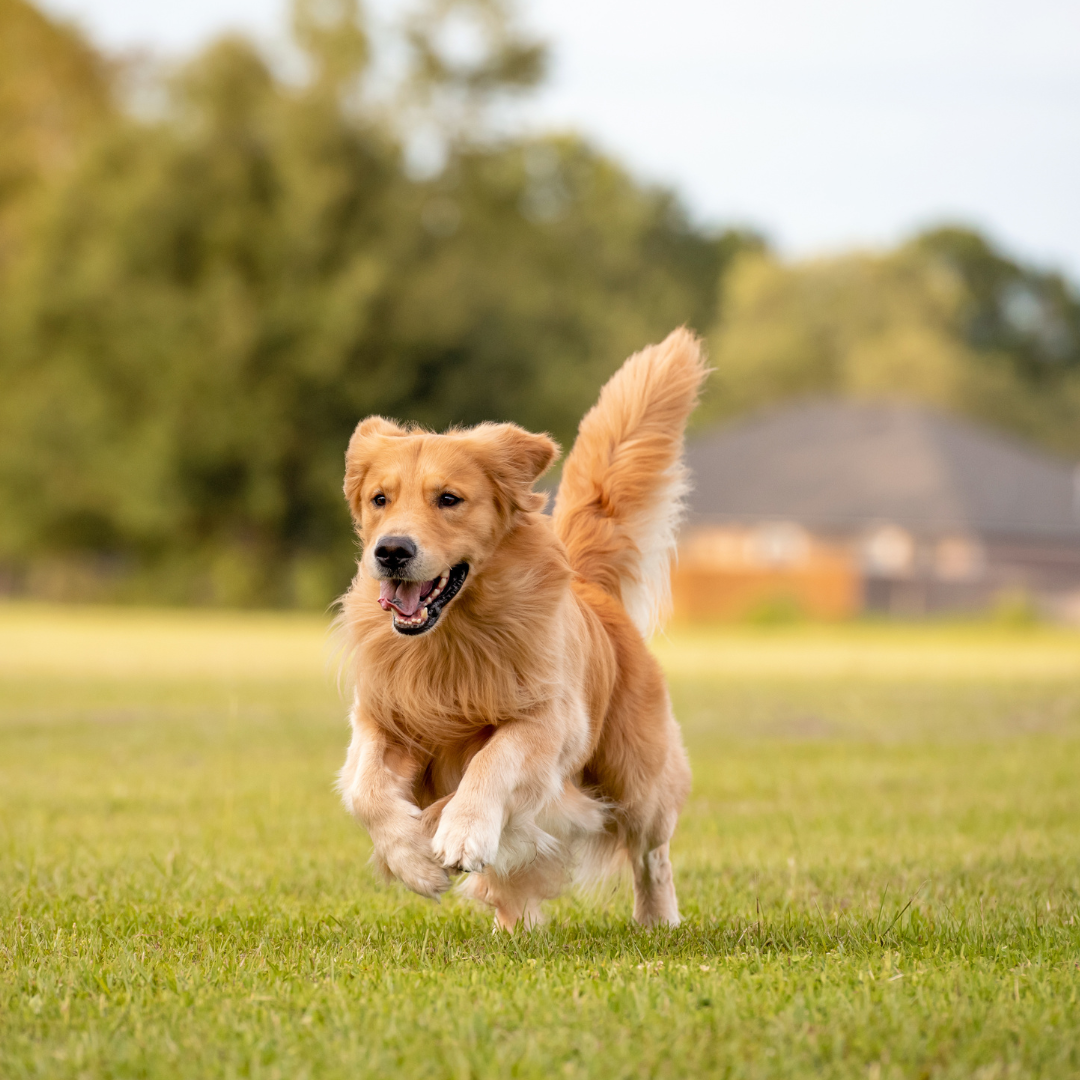 CBD for Pets Dogs Cats by Marley's Medicinals of Colorado